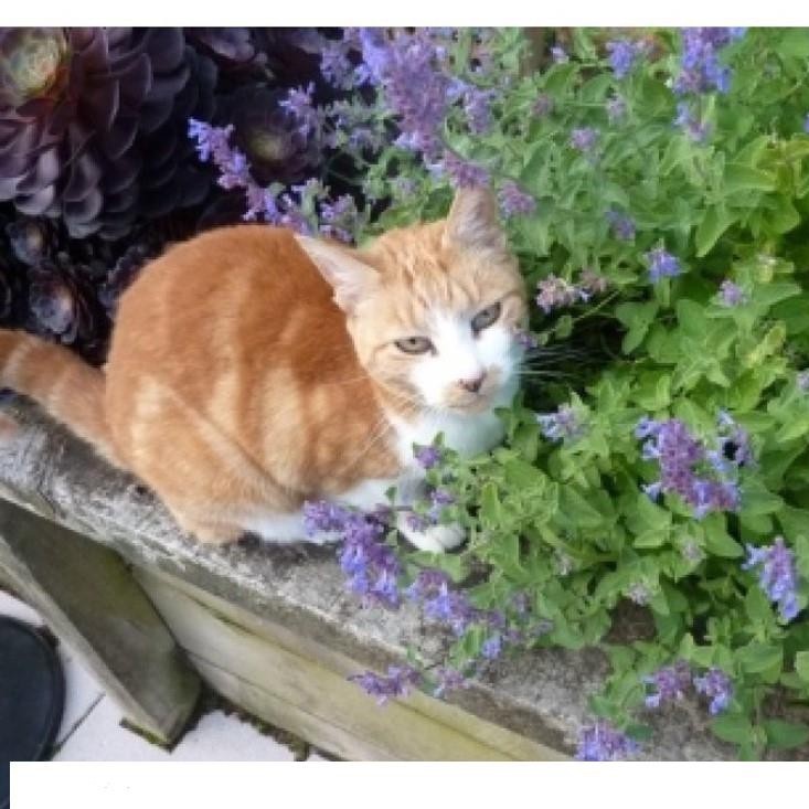 Gói 50 Hạt Giống Cỏ Mèo/ Bạc Hà Mèo Catnip KHUYẾN MẠI SHOP MỚI GIÁ SỈ