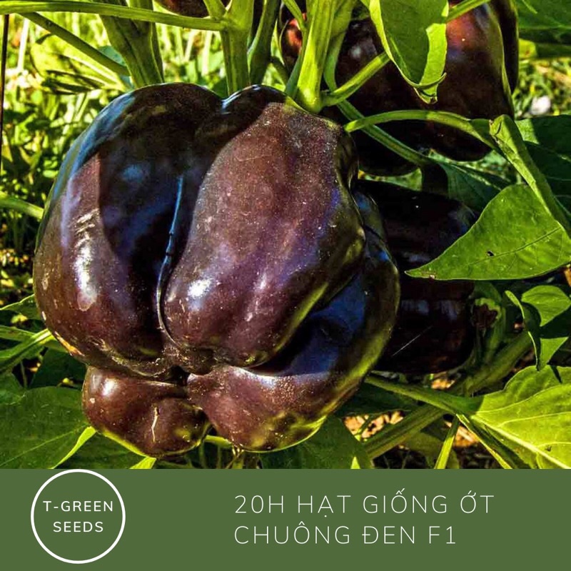 Hạt giống ớt chuông đen
