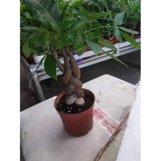Cây kim ngân (bính và củ)tặng kèm phân bón
