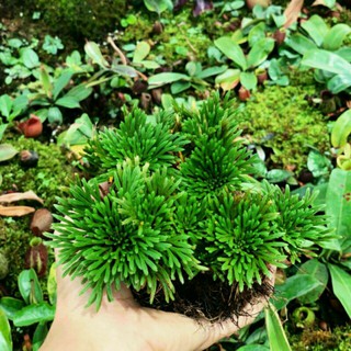 cây trường sinh