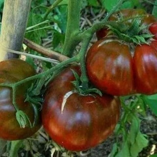 10hạt giống cà chua socola khổng lồ khuyen mai