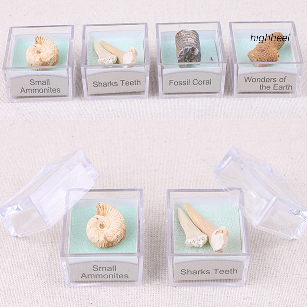 Đá hóa thạch ammonite nhiều hình dạng cho sưu tầm