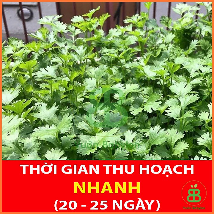 Hạt Giống Mùi Cồn Tía - Hạt Giống Ngò Rí 20Gr