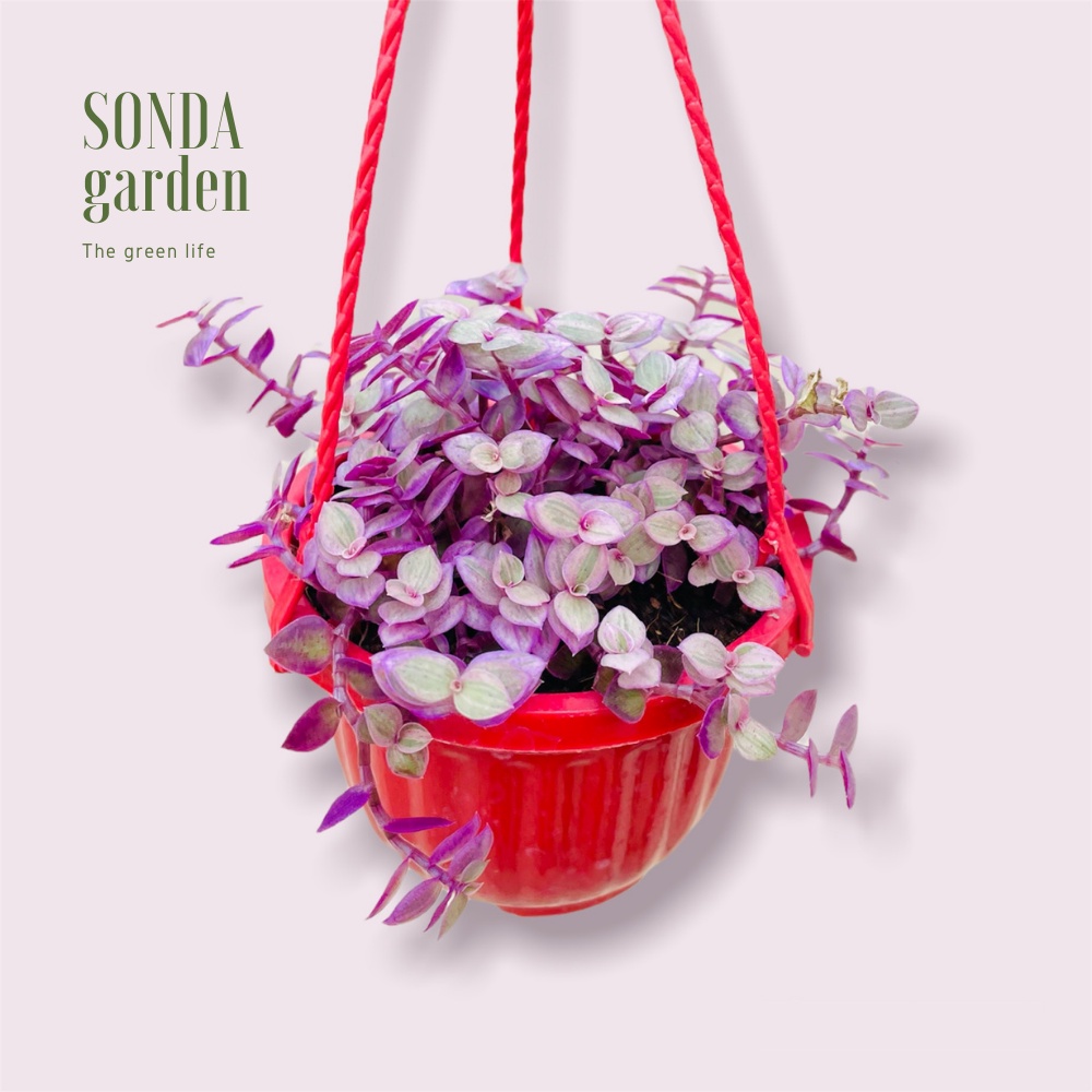 Cỏ pink SONDA GARDEN trồng chậu treo đường kính 9cm, cây cảnh trang trí nhà cửa, lỗi 1 đổi 1