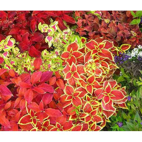 Hạt giống Cây Lá Màu - Cây Lá Gấm - Tía tô cảnh mix