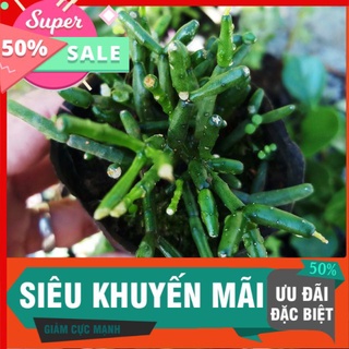 Sen đá lộc nhung