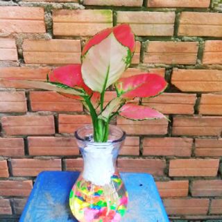 Vạn lộc đỏ thủy sinh