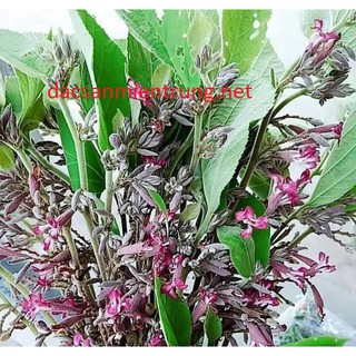 CÂY AN XOA ĐẶC TRỊ CÁC BỆNH VỀ GAN 1kg