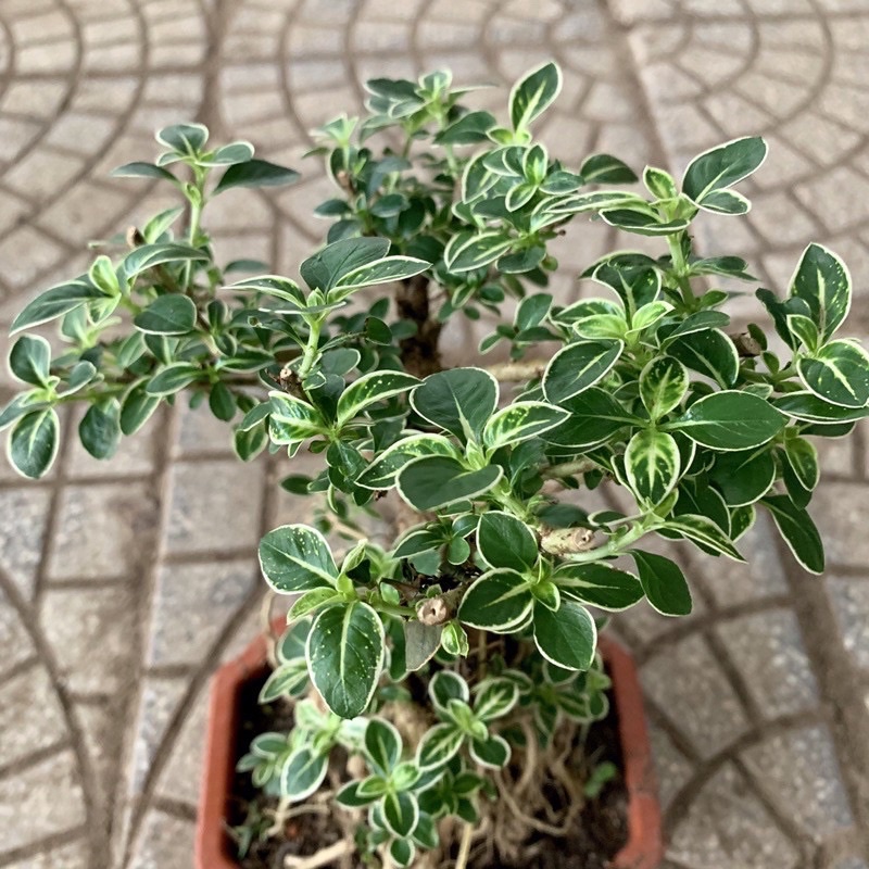 Bạch Tuyết Mai Bonsai ( để bàn )