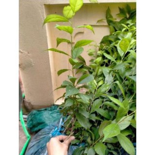 Cây Mận Tam Hoa