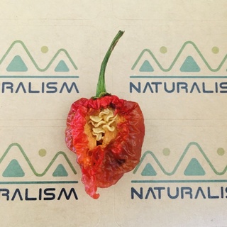 Hạt Giống Ớt Cu Tí Tepin Chile Ngoại Siêu Cay các loại Naturalism Dragon’s breath Carolina Reaper Habanero