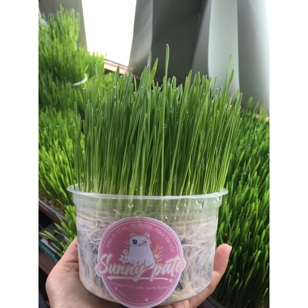 Cỏ mèo trồng sẵn/ cỏ lúa mạch trồng sẵn