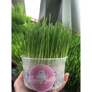 [Tân Phú] Cỏ mèo trồng sẵn/ cỏ lúa mạch trồng sẵn