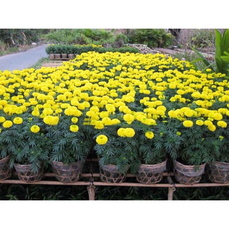 Hạt giống Hoa Cúc Vạn Thọ, đóng gói 0.01gr