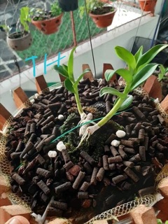 Phân bón cho hoa hồng 1kg