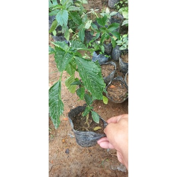 Cây  hoa đông hầu.cây bầu hình 2,3