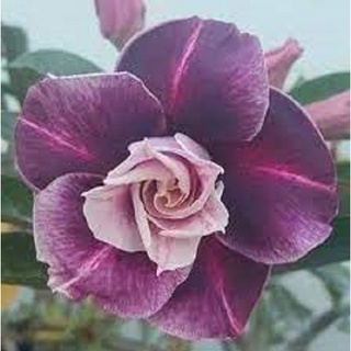 Cây giống hoa sứ thái kép " trung tín "