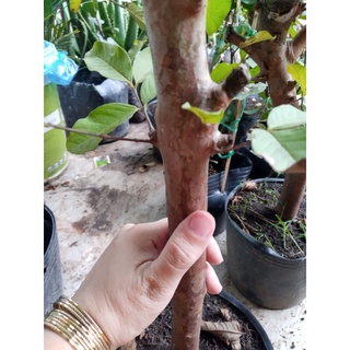 Cây ổi lê gốc to
