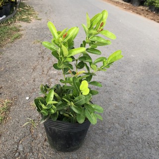 Cây Siro giống siêu trái - size 30-40cm - DINH DƯỠNG TỰ NHIÊN Shop