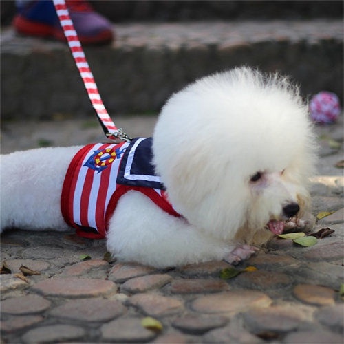 Dây Xích Chó Poodle Kèm Dây Dắt Thú Cưng Đi Dạo Tiện Dụng HB8K