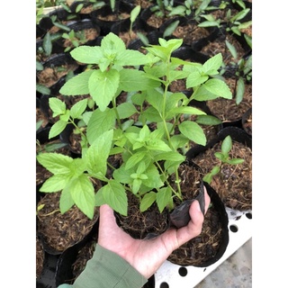 CÂY BẠC HÀ NHẬT ( JAPANESE MINT ) 🌿