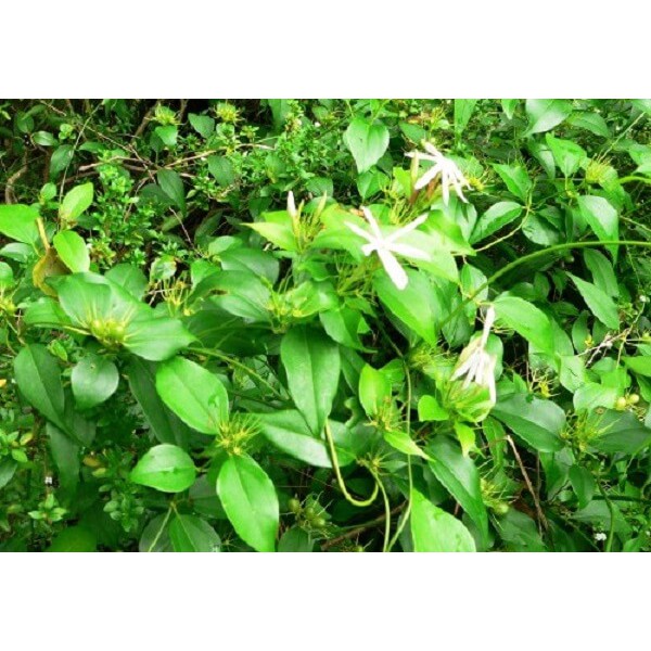 Cao chè vằng lợi sữa giảm cân bảo nhiên