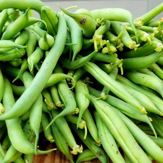 Hạt Giống Đậu Cove Hạt Đen Cao Sản HMT 100g/gói - Sinh Trưởng Mạnh, Kháng Bệnh Virus Rất Tốt, Khả Năng Đậu Trái Cao