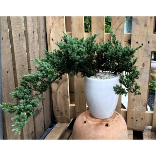 Chậu sứ cây Ngoạ Tùng