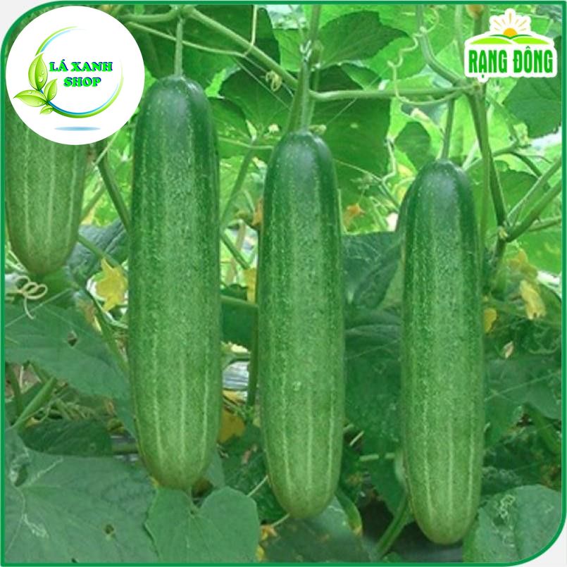 Hạt giống Dưa Leo F1 Trái Dài, Giòn Ngọt, Trồng Quanh Năm (gói 1 gram) - Hạt giống Rạng Đông