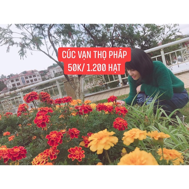 1200 hạt giống hoa vạn thọ Pháp mix màu. Có ảnh thật nảy mầm 100%