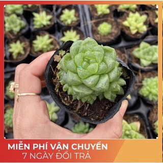 sen đá kim cương, ngọc cánh tròn, size bầu, nhiều con, sen Đá Đà Lạt