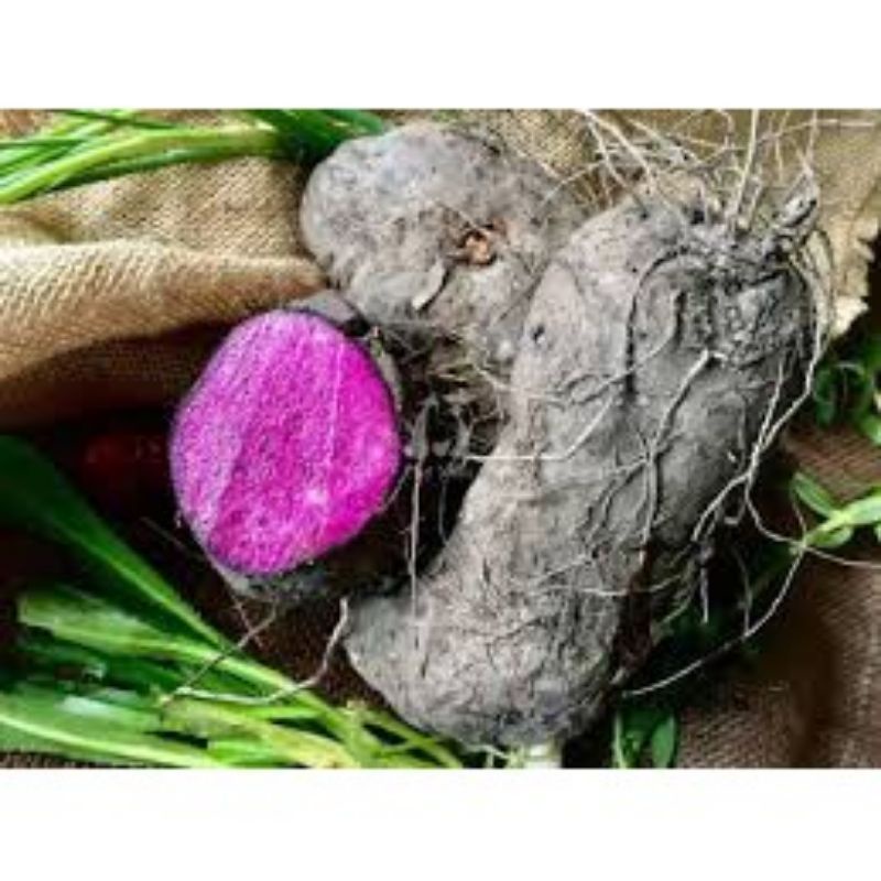 Khoai mỡ, khoai ngọt tím 1kg ngon, dẻo