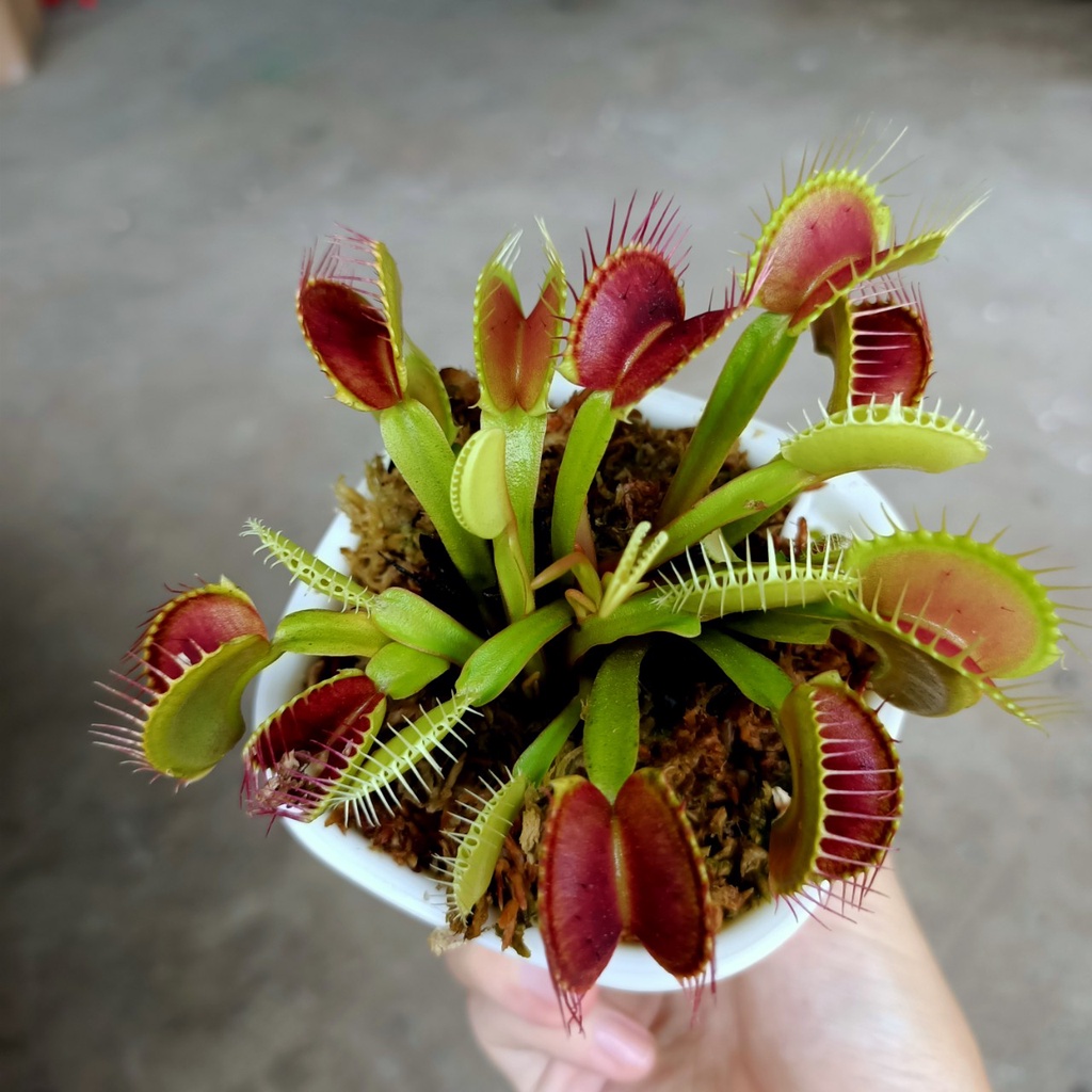Cây bắt mồi, bẫy kẹp diệt côn trùng siêu dễ thương - Venus Flytrap - Trang Flowers