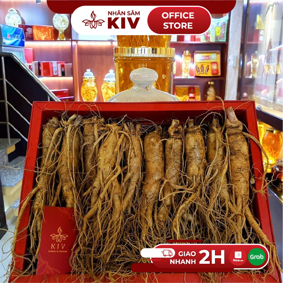 Nhân sâm tươi 235k/củ lớn loại 8-10 củ/kg thượng phẩm | BigBuy360 - bigbuy360.vn