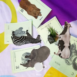 Bộ 31 thẻ ảnh animal 4d (chất liệu bìa giấy A4)
