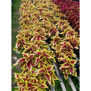 Cây lá gấm( nhiều màu)