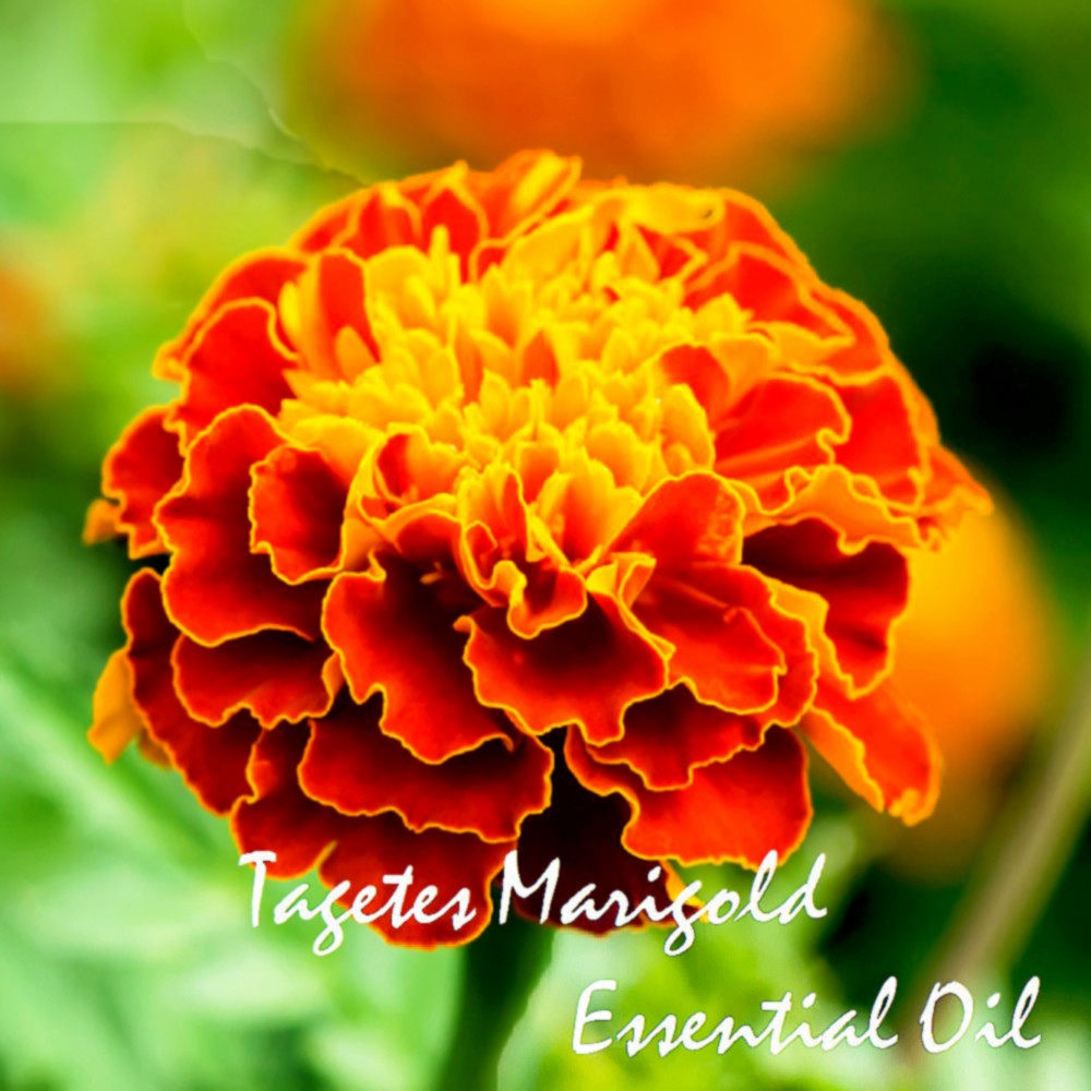 Tinh dầu Cúc Vạn Thọ Tagetes Essential Oil (Marigold)
