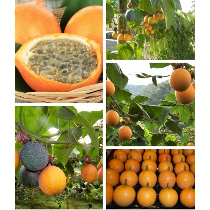 5h Hạt Giống Chanh Dây Vàng Peru siêu Ngọt - Tặng thuốc kích hạt nảy mầm nhanh chóng + Hướng dương siêu Lùn