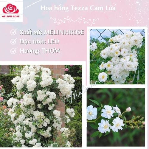 Hoa hồng Ngỗng Tuyết - Hồng leo trắng tinh khiết với bông chùm khủng-Vườn Hoa Melinhrose