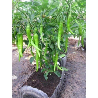 Cây Giống Ớt Sừng