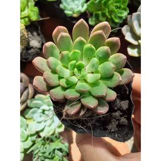 Sen đá ruby đỏ sz bầu