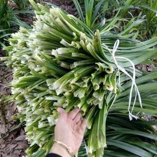 Đổ sỉ sll lá nếp giá 5kg lá nếp chỉ 100k nhé khách tranh thủ mua làm chè làm thạch nha , nhà em có cả cây giá 10k / cây