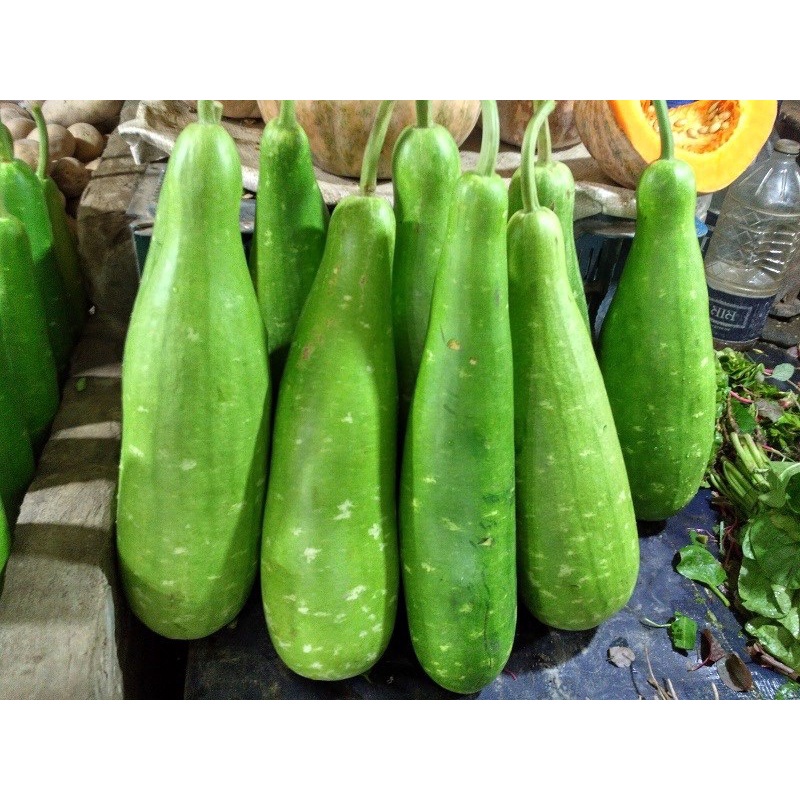 Hạt giống bầu F1 Loại siêu trái dễ trồng năng suất cao kháng sâu bệnh [ Gói 50gram,100gram,200gram ]