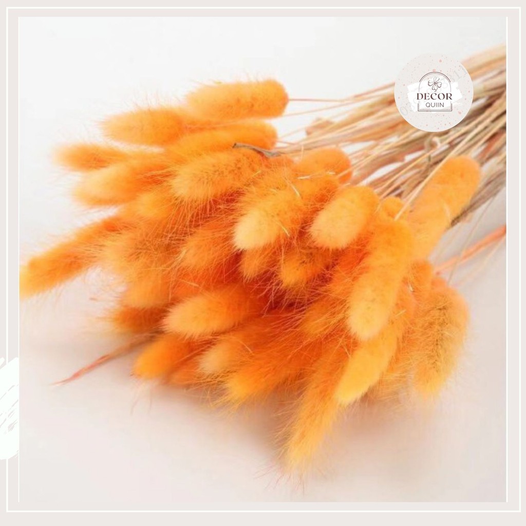 Cỏ đuôi thỏ  [Loại A]❤️40g hoa khô trang trí nhà cửa decor chụp ảnh trang trí bình gốm sứ lọ thủy tinh