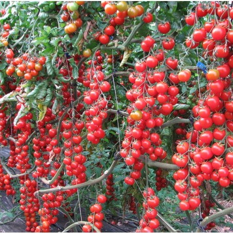Hạt Giống Cà Chua Chuỗi Ngọc