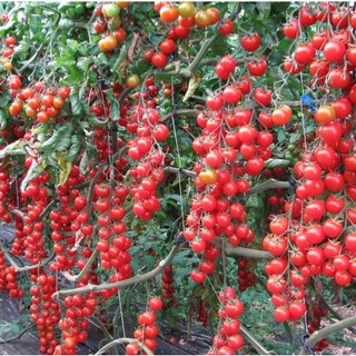 Hạt Giống Cà Chua Chuỗi Ngọc