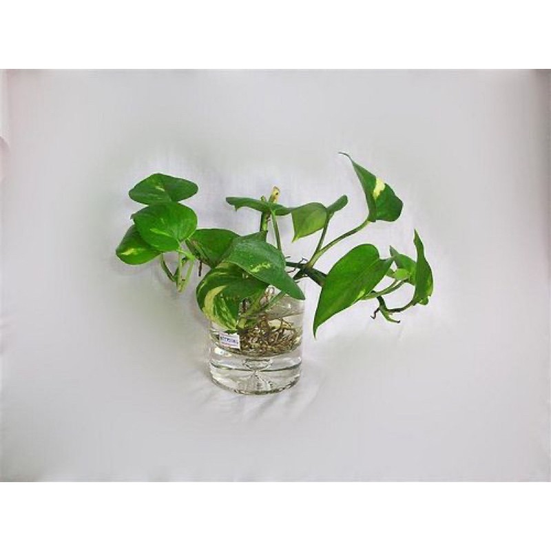 2 Nhánh trầu thuỷ sinh