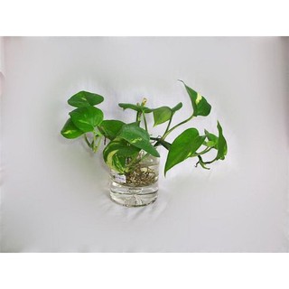 2 Nhánh trầu thuỷ sinh