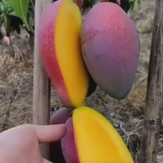 Cây xoài tím giống