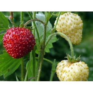 100 Hạt giống Dâu Tây Mix Màu Kèm Qùa Tặng